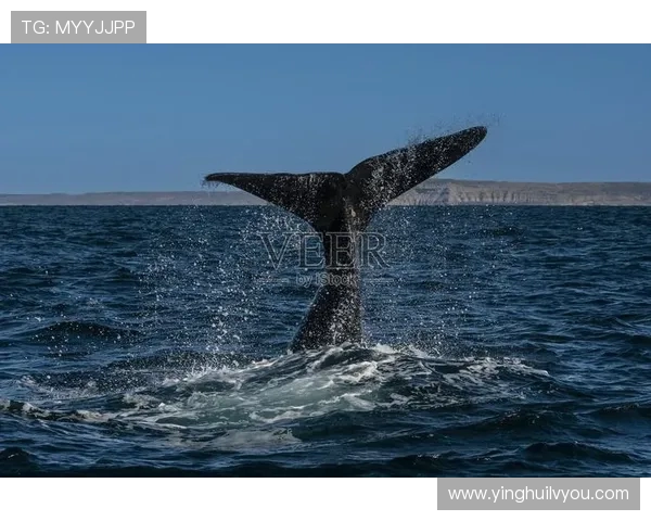 阿根廷与海洋的对话探秘:文化交流与自然奇观的交汇点